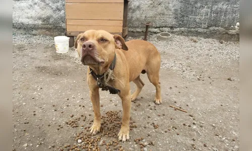 Pit bull solto na rua ataca cão pela grade de casa em Apucarana