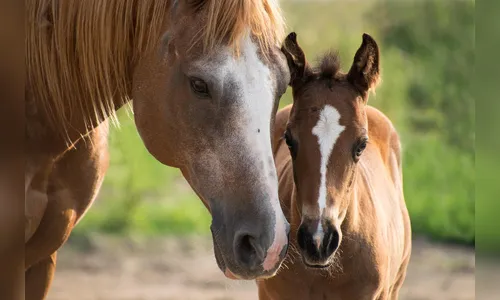 Ladrões cortam cercas e furtam cavalos de fazenda na BR-376