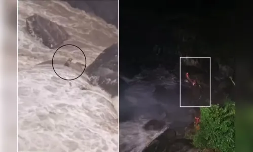 Cão cego e surdo é regatado em cachoeira após ficar ilhado; veja vídeo