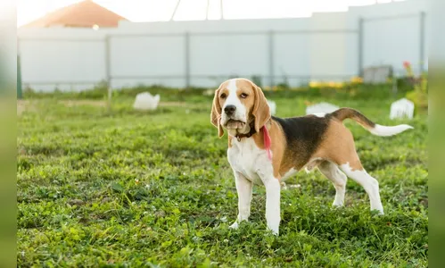 Homem é preso em flagrante por suspeita de abuso sexual contra Beagle no PR