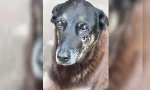 Cão Orelha: corpo é exumado para nova perícia detalhar causa da morte