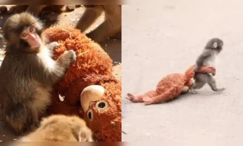 Após ser abandonado pela mãe, filhote adota pelúcia e emociona; veja fotos