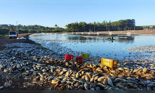 Queda de energia causa prejuízo de R$ 9 milhões a criador de tilápias no PR