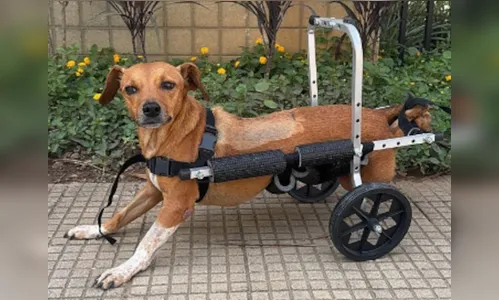 Cachorra paraplégica fica presa sob veículo após temporal em MG e é resgatada