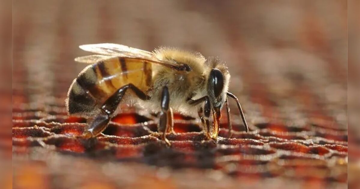 Ataque de abelhas mata um homem e deixa outro ferido em SC