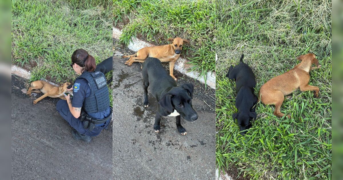 Cachorro atropelado é resgatado pela GCM no Jardim Diamantina