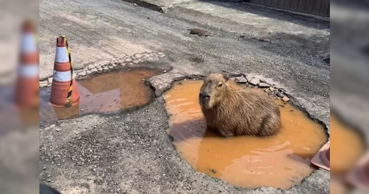 Capivara feita por IA viraliza e faz prefeitura tapar buraco em rua; veja vídeo