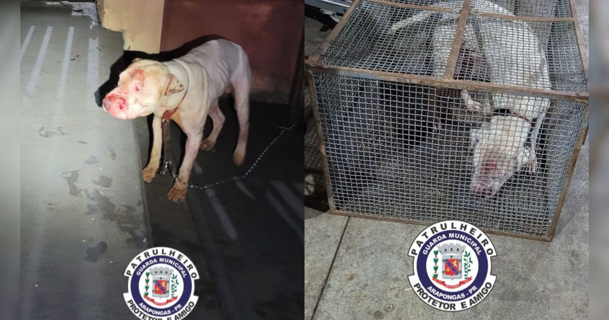 Pitbull ataca cão e morde homem em bairro de Arapongas