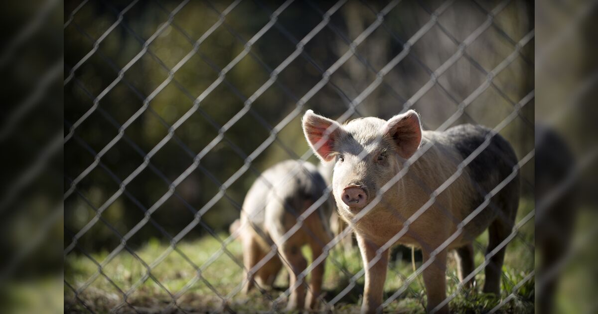Invasores matam dois porcos e furtam um animal em chácara de Cambira