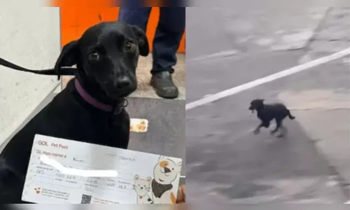 Cachorrinha escapa da caixa de transporte e provoca suspensão de voos em Congonhas; veja vídeo