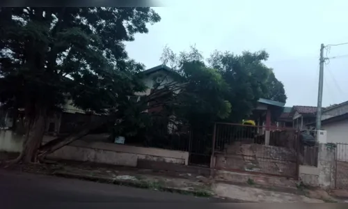 Árvore cai sobre portão de residência em Apucarana