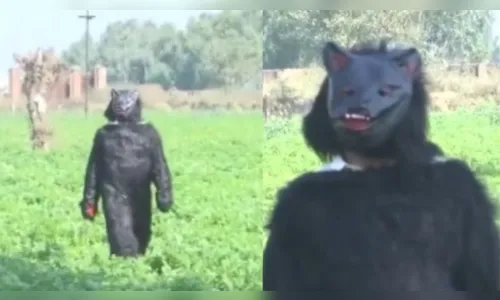 Agricultor usa fantasia de urso para afastar macacos de plantação; veja vídeo