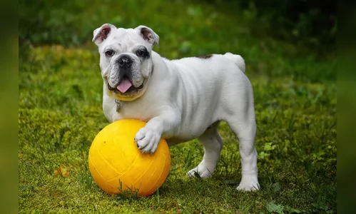 Senado aprova guarda compartilhada de animais de estimação