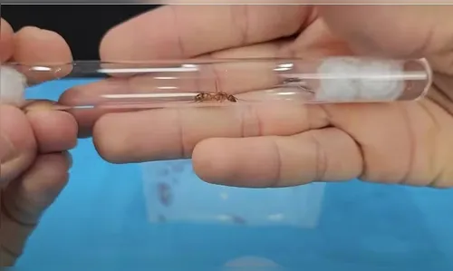 Homem é preso no Quênia ao tentar contrabandear 2 mil formigas para a China