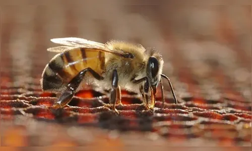 Ataque de abelhas mata um homem e deixa outro ferido em SC