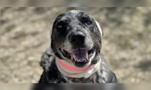 Cachorrinha idosa com deficiência visual enfrenta urso para proteger família