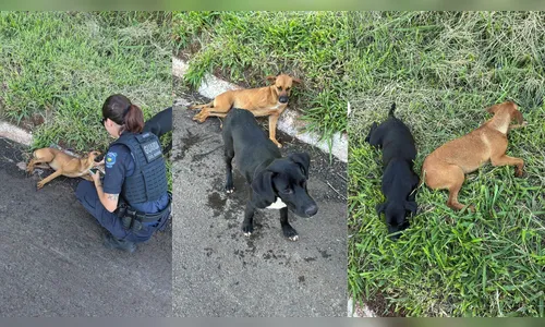 Cachorro atropelado é resgatado pela GCM no Jardim Diamantina