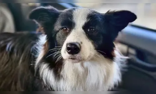 Cadela é resgatada após passar três dias presa em carro em Copacabana