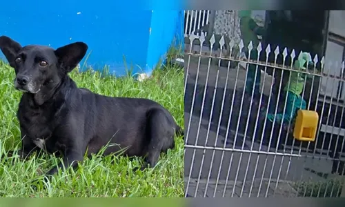 Cão comunitário tem mandíbula fraturada após ser chutado por coletor de lixo no Paraná