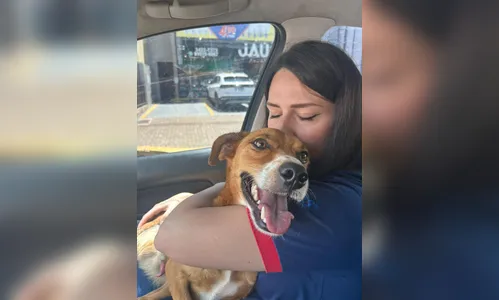 Cão de três patas atropelado em Apucarana precisa de ajuda para cirurgia