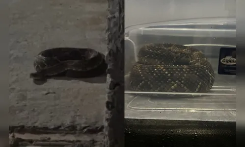 Cascavel é resgatada em garagem de residência no Fariz Gebrim