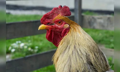Vizinho usa arma para ameaçar mulher por causa de galo em Apucarana