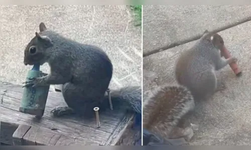 Esquilo é flagrado “fumando” vape e cena viraliza; entenda