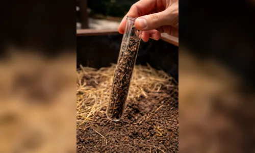 Estudo indica que os romanos usavam fezes para práticas medicinais; entenda