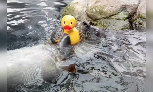 Foca viraliza ao se apegar em patinho de borracha em aquário; veja fotos