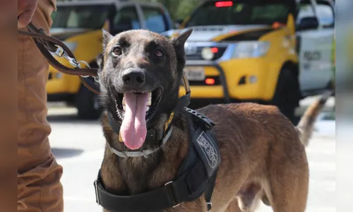 Cão farejador encontra porções de maconha às margens de rodovia em Jandaia do Sul