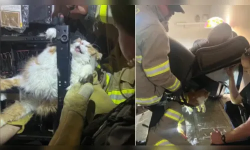 Gato acima do peso tenta fugir de consulta veterinária e fica entalado em cadeira; veja