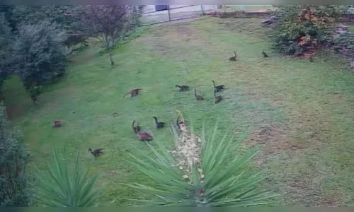 Grupo com mais de 30 quatis invade quartel para roubar pêssego; veja vídeo