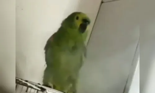 Mulher é levada à delegacia após soprar fumaça de maconha em papagaio no PR