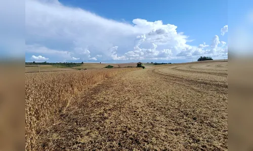 Estiagem causa prejuízo de R$ 53 milhões no campo em Borrazópolis