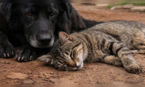 Denúncia de maus-tratos a animais em Jardim Alegre