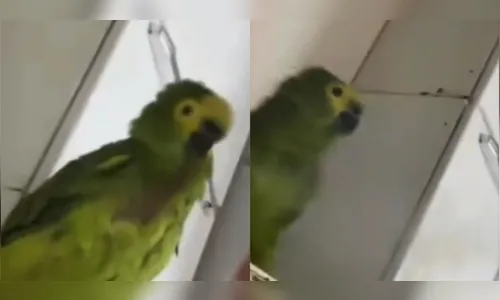 Mulher é presa por maus-tratos após soprar fumaça de maconha em papagaio; veja vídeo