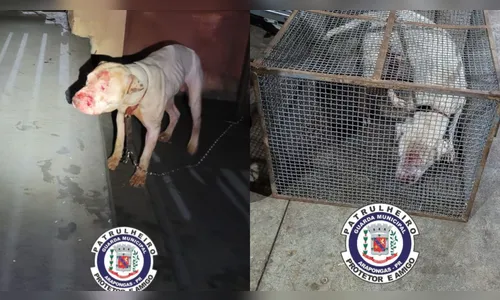 Pitbull ataca cão e morde homem em bairro de Arapongas