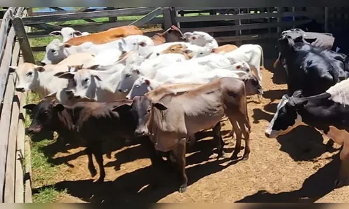 Polícia investiga furto de gado e recupera 27 cabeças em Rosário do Ivaí