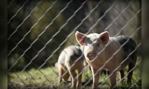 Invasores matam dois porcos e furtam um animal em chácara de Cambira