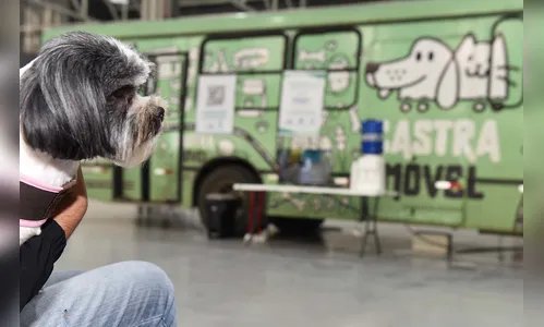 Arapongas terá 600 castrações gratuitas de cães e gatos em abril; saiba mais