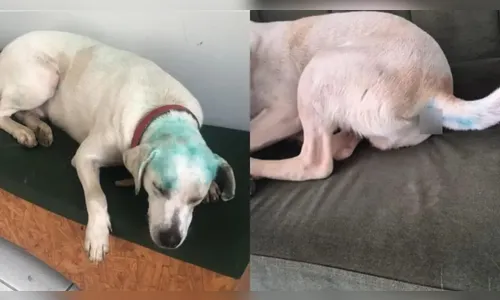 Universidade investiga suposto trote após cachorro comunitário ser pintado com tinta em SC
