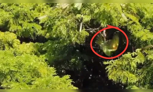 Vídeo mostra resgate de maritaca a 20 metros de altura em Apucarana