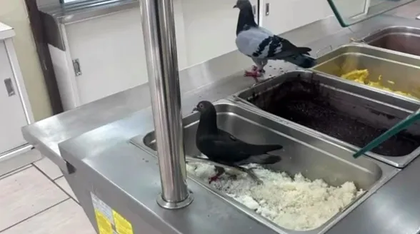 Pais de alunos denunciam presença de pombos e larvas na comida de escola no Paraná