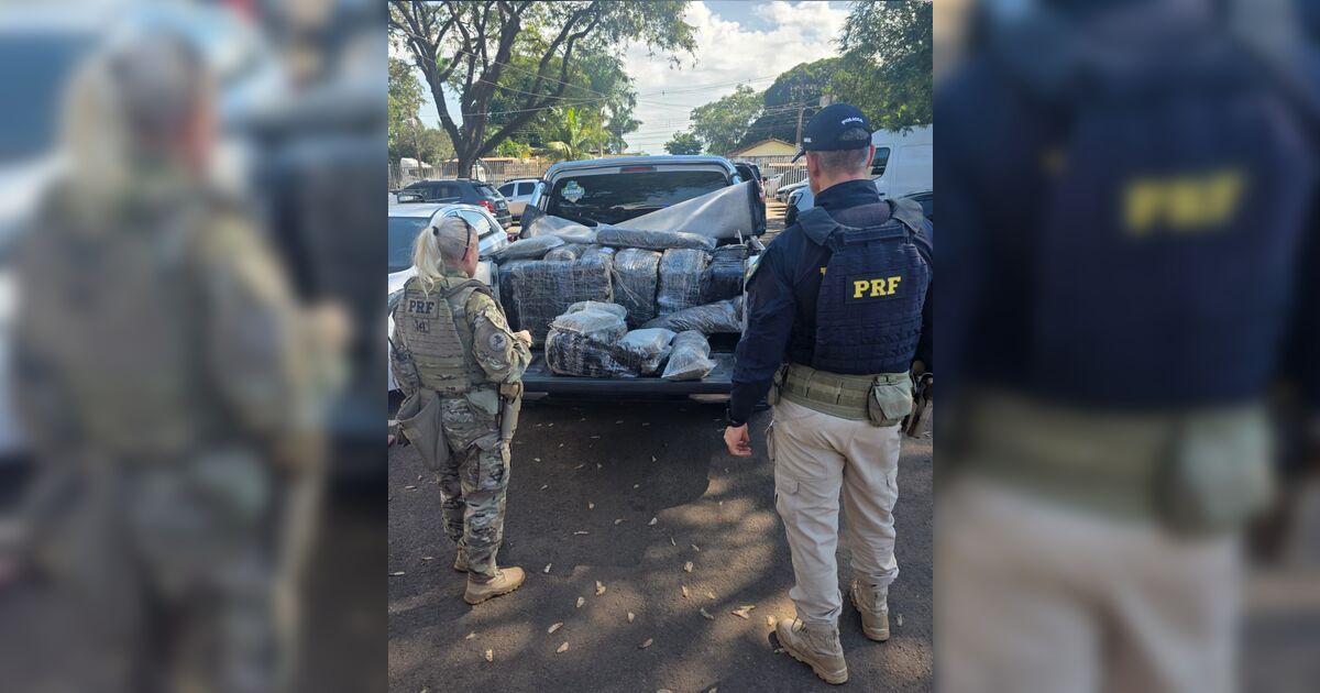 PRF apreende mais de 470 quilos de skunk em Maringá (PR)