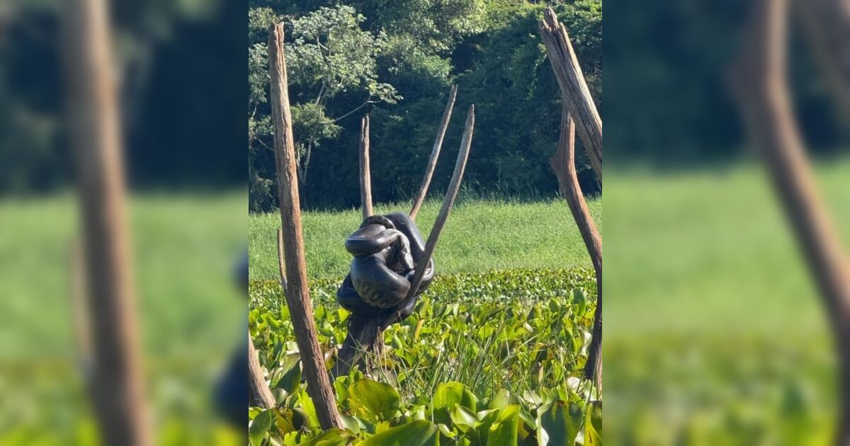 Vídeo: pescadores flagram sucuri gigante em rio no interior do Paraná