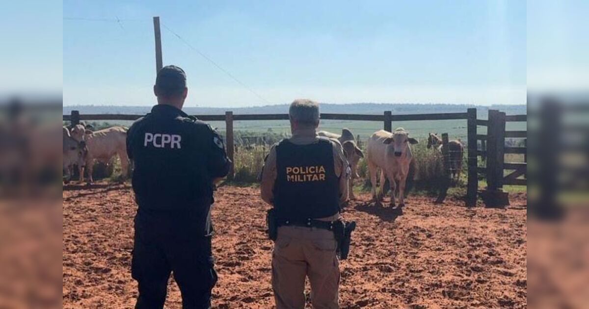Polícia recupera seis bovinos furtados em propriedade no Paraná