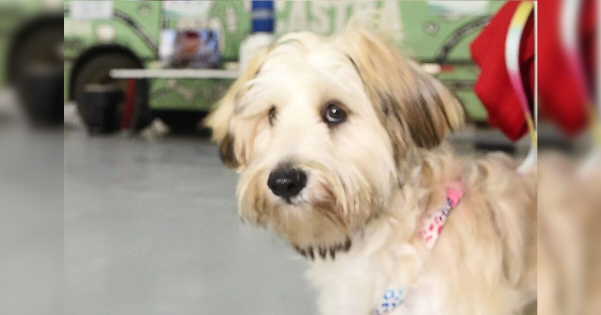 Nova lei regula custódia de pets em separações e define divisão de despesas