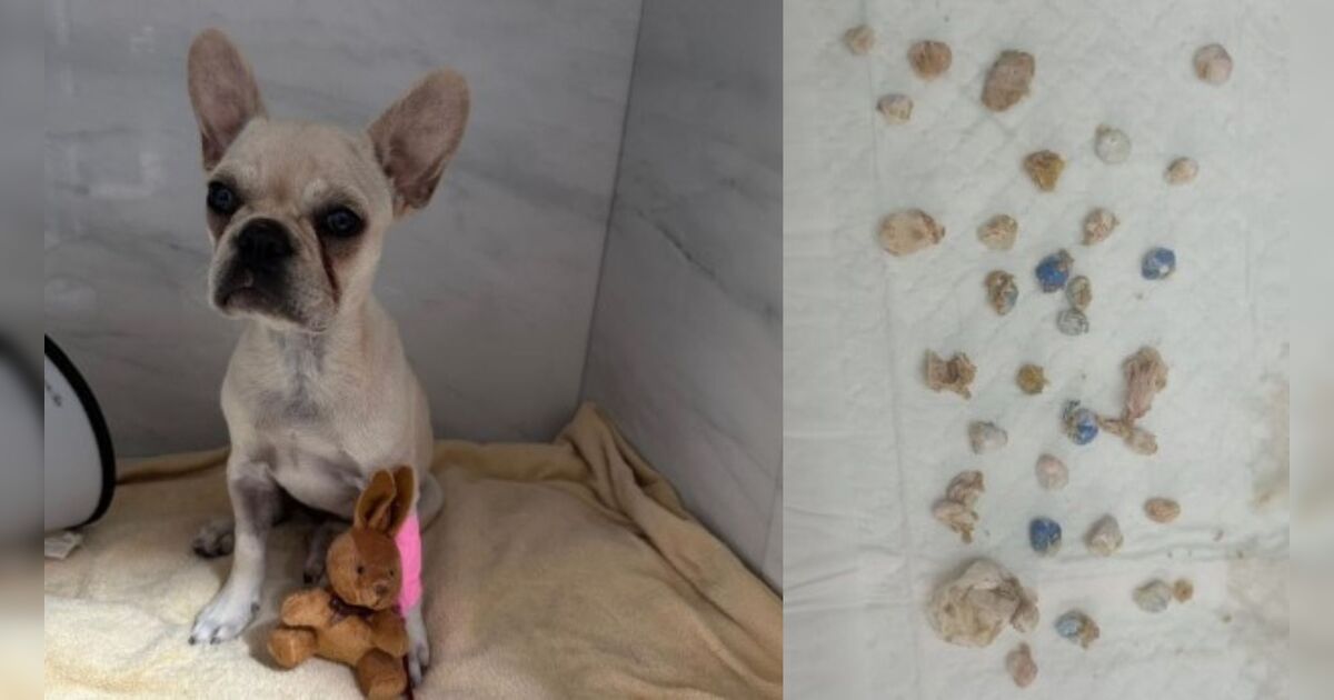 Cachorrinha é salva após engolir 55 pedras de crack em SC; tutora foi presa