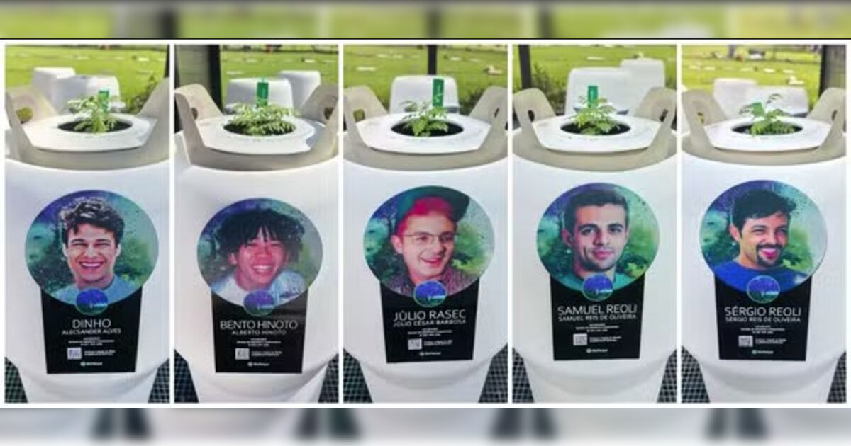 Mudas com cinzas dos Mamonas Assassinas começam a germinar