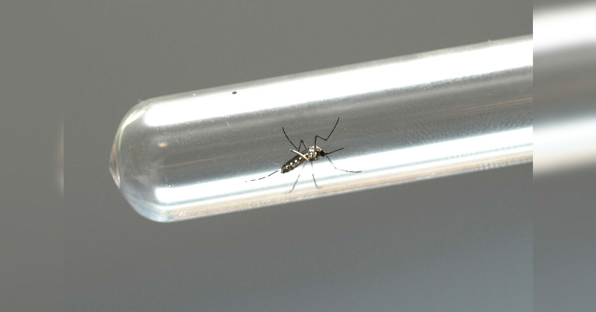 Arapongas confirma 34 casos de dengue e reforça alerta contra o Aedes aegypti